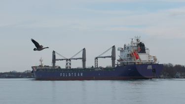 A Canada Goose flying past a large blue and white oceangoing ship with deck cranes.