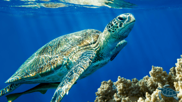 a caretta caretta turtle swimming