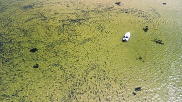 Bluefish flood the flats