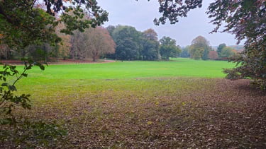 pictureque open grassland with tree surrounding