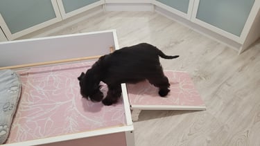 Maman Schnauzer nain découvre son nid