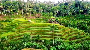 tarasy ryżowe Tegallalang