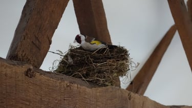 formules de séjour gîte Campénéac 1 à 4 personnes