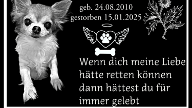 a dog is sitting on a black background