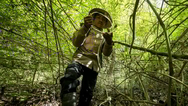 A scout de-snaring the forest