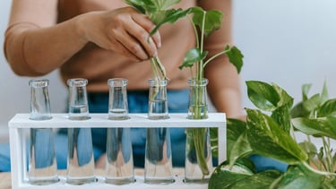 Propagation station for houseplants
