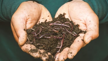 Worm castings houseplant fertilizer