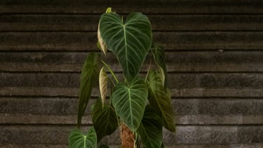 Philodendron plant