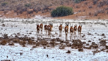 Springboks in the Kalahari during the first downpour of the season