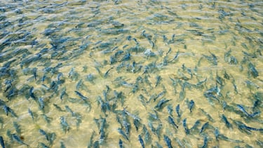 Thousands of bluefish