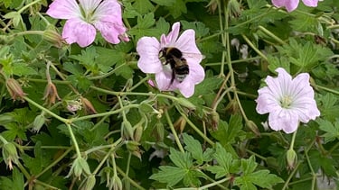 A bee taking nectar from a geranium plants