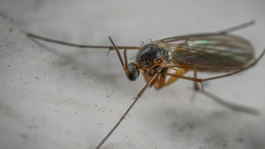 Fungus Gnat