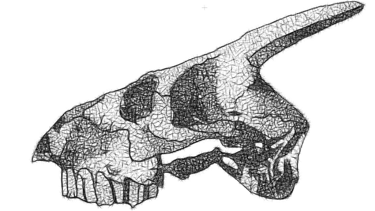 a skullet with a skull head and a skull head
