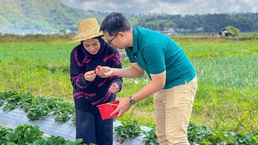 a woman in a strawberries field with a bucket in sembalun hat on