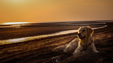 Hondenfotoshoot op het strand