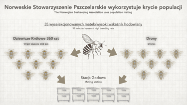 Foredrag om avl i Norge for det Polske birøktelag