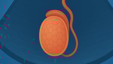 Ecografia testicolare Qualiano - Esame scrotale specialistico Dott. Picascia