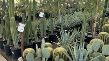 A variety of succulents, cacti, and desert trees like palo verde, willow acacia, Chilean mesquite.