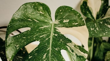 Monstera Thai Constellation
