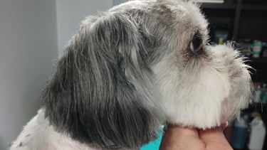 a dog is being groomed by a groomer