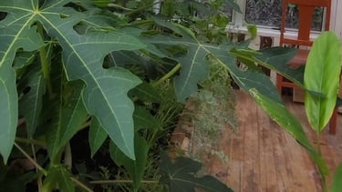 greenhouse papaya