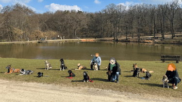Social Walk Düren - Gruppenfoto mit 15 Hunden