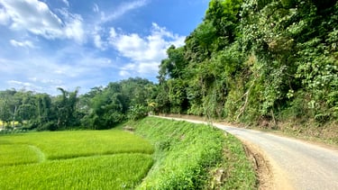 a road and a rice field