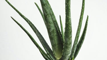 Aloe Vera plant