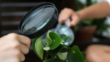 Houseplant being inspected for pests
