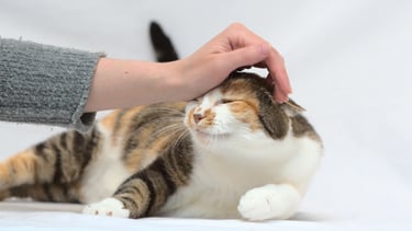 Un chat tricolore couché en train de se faire caresser la tête