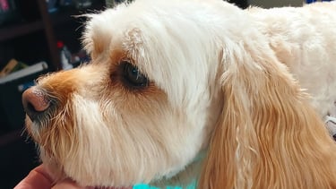 a dog is being held by a person's hand