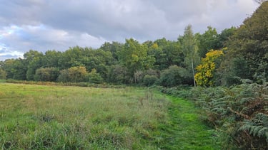 open grassed land with a line of mature trees in the distance