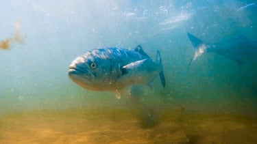 Bluefish on the flats, Long Island New York