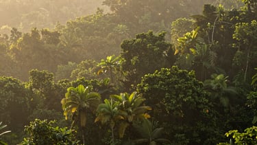 Lush tropical rainforest canopy in Southern Thailand, soft morning mist rising through the dense green foliage, warm diffused light