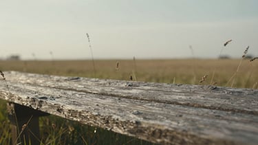 Close-up of weathered prairie wood and wild grasses, soft overcast daylight, shallow depth of field, minimalist natural texture.