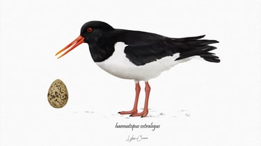Ilustración científica del ave haematopus ostralegus 