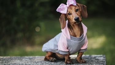 Un cachorro de perro salchicha café con una sudadera con capucha gris y rosa y un moño a juego 