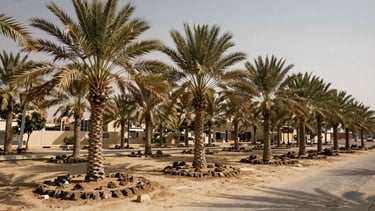Environmental wide shot of a Dubai palm grove after maintenance work, fronds thinned and standing upright against a bleached afternoon sky, visible root zone soil tamped and clear, no debris remaining, hard shadows at ground level