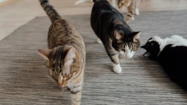 plusieurs chats illustrant l'option chat supplémentaire du service animalier à domicile