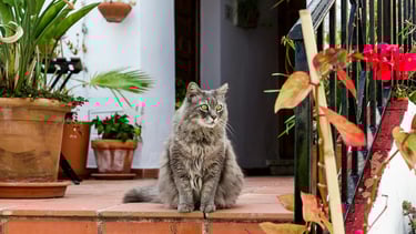 Ramassage des déjections félines en extérieur par La Vie Sans Crotte
