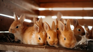 Entretien de l’habitat NAC et ramassage adapté pour petits animaux