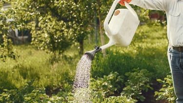 Technicien LVSC réalisant l’arrosage des plantes lors de votre absence