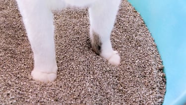 Service de remplacement et entretien de litière pour chats à domicile