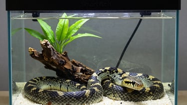 A patterned pet snake coiled inside a glass terrarium with driftwood, green plants, and white substrate.