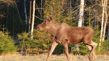 en älg i skogen.