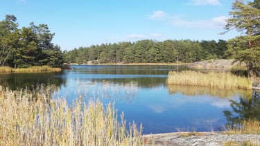 magnifique paysage et un lac de suède , il y a des rochers des roseaux et des sapins.