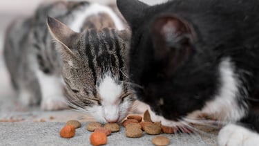 cat treats