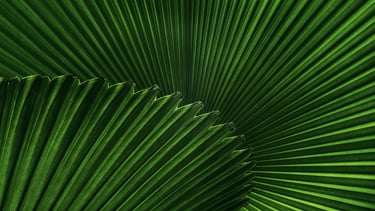 planta verde 