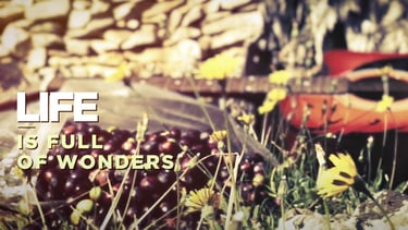 Acoustic guitar and black olives outdoors with yellow wildflowers and motivational text.