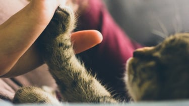 pourquoi la zoothérapie est elle bénéfique pour plusieurs personnes